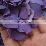 Most Popular Hotsell Hydrangea Flowers thumbnail-3