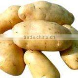 Hot Sale Automatic Extrusion Machines for Fresh Potato Chips thumbnail-5