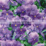 RD039 Camo Water Transfer Printing Film thumbnail-5