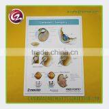 New Design Urinary Systme 3d Medical Chart