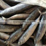 Fishing 6-8pcs/kg Fresh Boat Frozen Bonito thumbnail-3