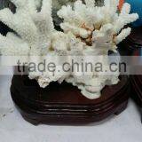 Natural Rock Quartz Mineral Specimens Cluster Crystal Coral for Sale for Decoration thumbnail-2