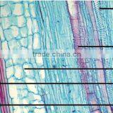 Junior Student Learning Human Histology Slides thumbnail-5