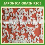 MONGOLIA JAPONICA ROUND RICE - CROP 2016 - CHEAPEST RICE - CURRENT RICE thumbnail-2