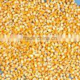 CORN YELLOW thumbnail-6