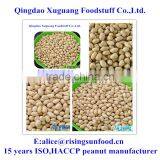 Chinese New Crop Blanched Peanut Kernel Wholesale thumbnail-5