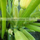 LATIFAH F1 Hybrid Squash Seeds thumbnail-5