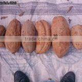 ALLANBLACKIA OIL thumbnail-2