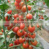 ZhongYan 156 Pink Cherry Tomato Seeds