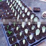 204 Cell Hydroponic Seedling Trays Wholesale, 0.9mm Thickness, 190g thumbnail-1