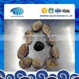 Wild Caught Frozen Baby Clam Half Shell thumbnail-2