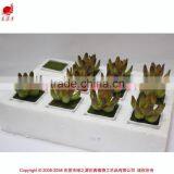 Wholesale Artificial Mini Succulent Plant Artificial Small Potted Plant thumbnail-4