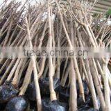 Magnolia Soulangeana Outdoor Project Plants thumbnail-1