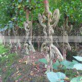 Lagerstroemia Indica 1.7m Trunk Height D5-6cm Flower Season thumbnail-6