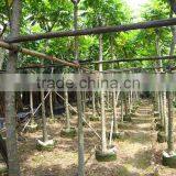 Spathodea Campanulata Nursery thumbnail-3