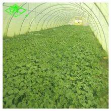 Wholesale Polyethylene Greenhouse Covering Film With High Quality thumbnail-3