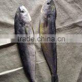 Frozen Mahi Mahi Whole Round thumbnail-5