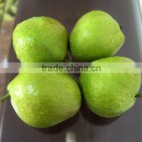 40-44 size of bulk su pear