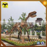 HLT Dinosaur Fossil Dinosaur Skeleton for Sale thumbnail-2