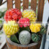 Baby Cactus Plant thumbnail-3