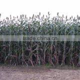 High Efficiency Automatic Screw Type Sweet Sorghum Pressing Machine Factory Wholesale thumbnail-5