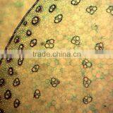 Microslide Zea Mays,Indonesia Microscope Glass Slide