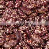 2013 Crop Purple Speckled Kidney Bean thumbnail-1