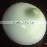 WHITE ONION CROPS 2015 thumbnail-1