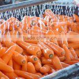 Chinese Quality good Carrots HOT!!