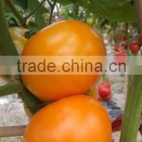 Hybrid F1 Yellow Tomato Seeds-Yellow Rose