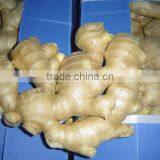 Specification Fresh Ginger thumbnail-6