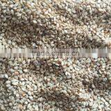 Good Quality Natural White Sesame Seeds thumbnail-2