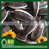 2014 New Crop American Type Confectionary Bulk Black Striped Oil Sunflower Seed thumbnail-1