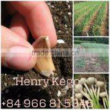 Fresh Garlic thumbnail-1