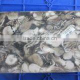 Frozen Octopus Whole thumbnail-2