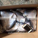 frozen moonfish100-150 /pc whole round Mene Maculata seafood
