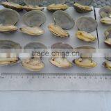 New Season High Quality Frozen Vacuum Packed Short Necked Clam thumbnail-3