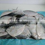 Best Quality Frozen Moon Fish thumbnail-1