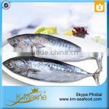 Hot Selling Without Faure Marin Bonito For Tuna Canning thumbnail-6