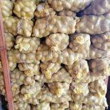 Fresh Potato thumbnail-4