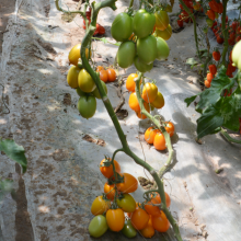 500pcs f1 Sungold Tomato Seeds Yellow Hybrid Tomato Seeds Vegetable for Sale thumbnail-3