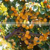 Apricots thumbnail-3