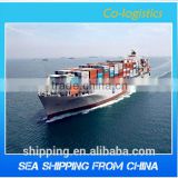 China freight forwarders/ocean freight/sea freight----Apple