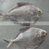 Black Pomfret thumbnail-5