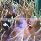 60cm 120cm Best Sale Professional Led Light Aquarium Lighting Programmable Lunar Cycle 90watt thumbnail-5