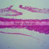 Biology Chick Embryo Microscope Slides thumbnail-5