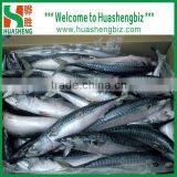 Frozen Mackerel Pacific 150-300g thumbnail-1