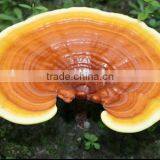 Boten Supplier of 100% Pure Ganoderma Lucidum Spores Oil Softgel thumbnail-2