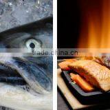 Coho Salmon thumbnail-1