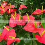 High Quality Pink Anthurium Flowers Kenya From Kunming China thumbnail-2